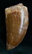 Carcharodontosaurus Tooth - A Real Gem #12105-3
